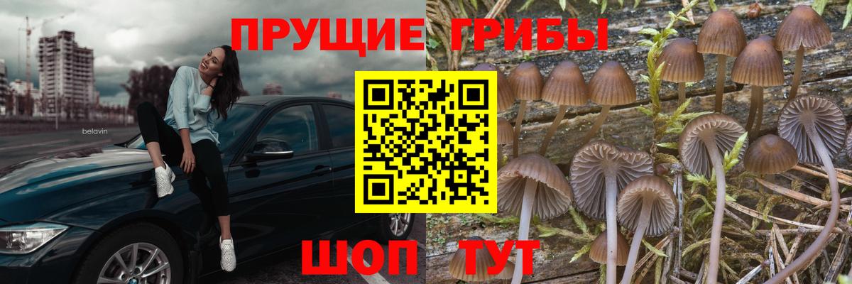 Псилоцибиновые грибы прущие грибы  Вход с VPN  Псилоцибиновые грибы прущие грибы  даркнет сайт  Севастополь 